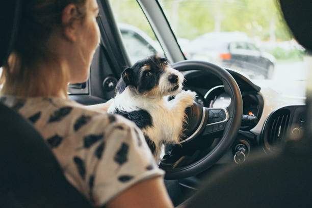 istock Jack Russell driving a car 1172753499