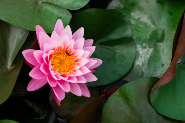 istock Lotus flower in the basin 1172753851