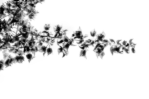 An organic plant shadow overlay, a blurred tree branch shape, an abstract design element