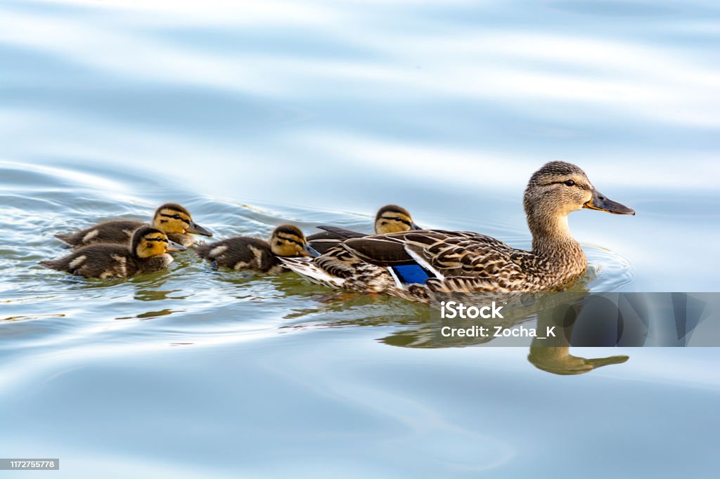 Duck mother with her ducklings swimming in water Duck mother leading her ducklings in the water. They are swimming in the line across the lake. Slightly wavy water surface reflects the blue color of clear sky. Duck - Bird Stock Photo
