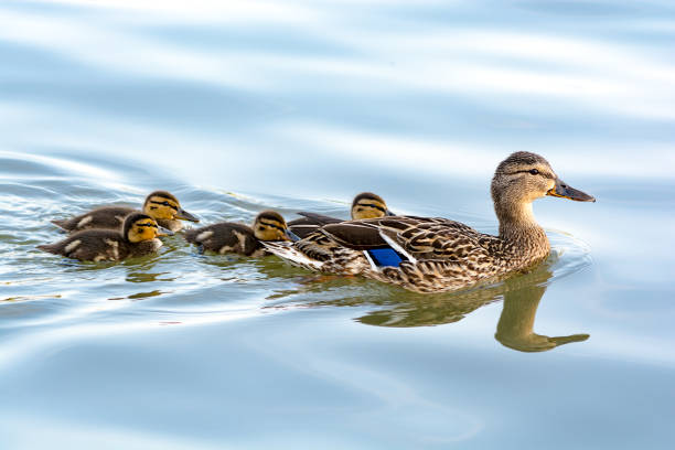 Duck mother with her ducklings swimming in water Duck mother leading her ducklings in the water. They are swimming in the line across the lake. Slightly wavy water surface reflects the blue color of clear sky. duckling stock pictures, royalty-free photos & images