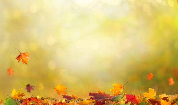 istock Autumn maple leaves.Falling leaves natural background. 1172757018