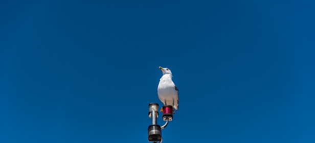 One white seagull is standing on red lamp in Greece.