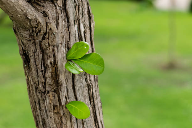 istock Green leaves of the Calabash Tree 1172757317