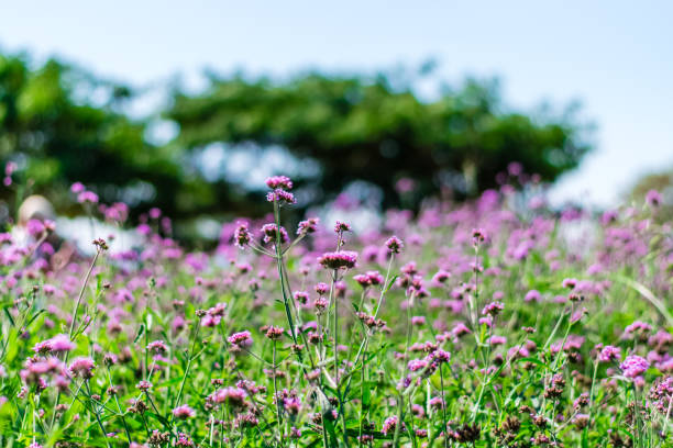istock Violet verbena flowers 1172757488