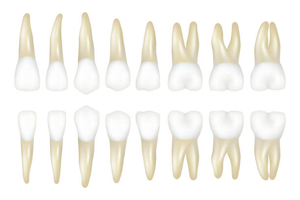 ilustraciones, imágenes clip art, dibujos animados e iconos de stock de tipo de diente. stomatología dentista médico ilustraciones vectoriales de dientes blancos realistas - premolar