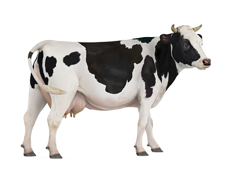 Cow isolated on white background. 3D render
