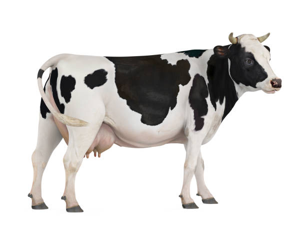 Cow Isolated Cow isolated on white background. 3D render domestic cattle stock pictures, royalty-free photos & images