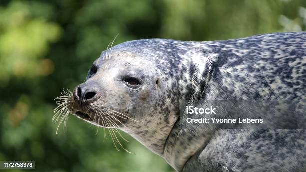 Common Seal Portrait Stock Photo - Download Image Now - Harbor Seal, Animal,  Animal Wildlife - iStock