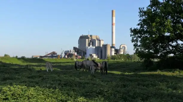 Contrast between nature and industry, power station on the background, wild horses grazing in nature