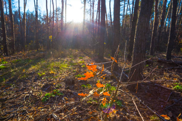 autumn forest in a light of evening sun