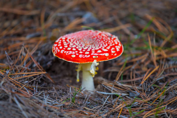istock closeup red flyagaric mushroom in a forest 1172760173