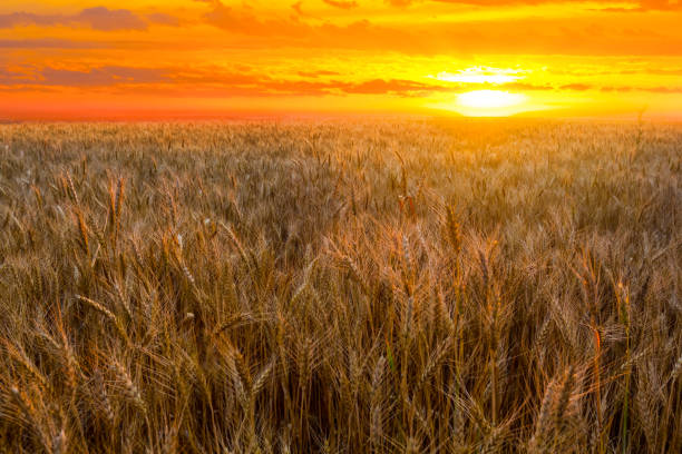 istock summer wheat field at the red dramatic sunset 1172760532