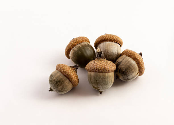 istock group of green acorn on white background 1172761217
