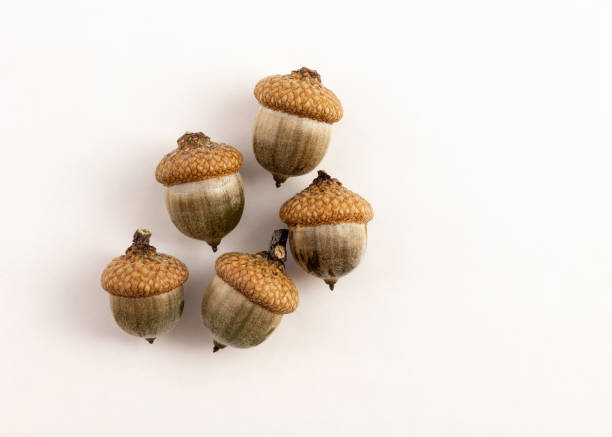 istock group of green acorn on white background 1172761218