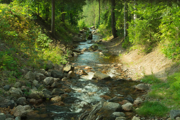 istock Rocky creek in the forest. river with rocks. dense overgrown forest with flowing stream 1172761547