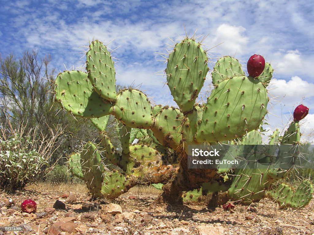 Arizonian Cactus di pera pungente - Foto stock royalty-free di Ambientazione esterna