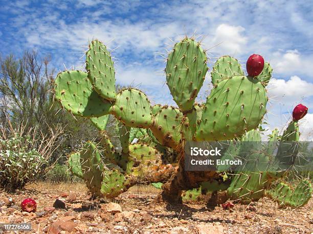 Arizonian Cactus Di Pera Pungente - Fotografie stock e altre immagini di Ambientazione esterna - Ambientazione esterna, Appuntito, Arizona