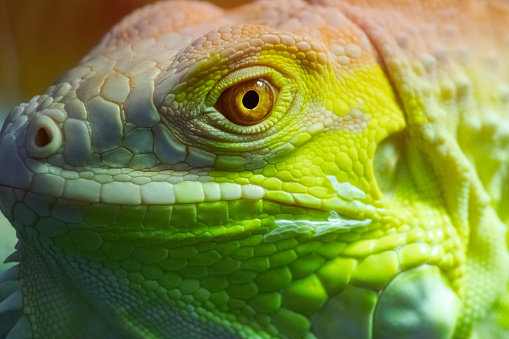 Iguana close up macro animal portrait photo
