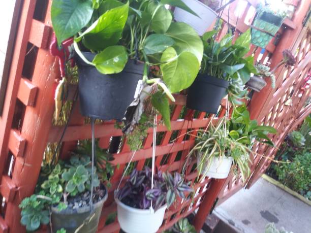 istock Home garden - pot plants - suuculent 1172762124