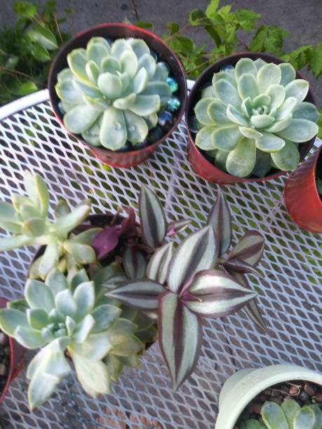 istock Home garden - pot plants - suuculent 1172762173