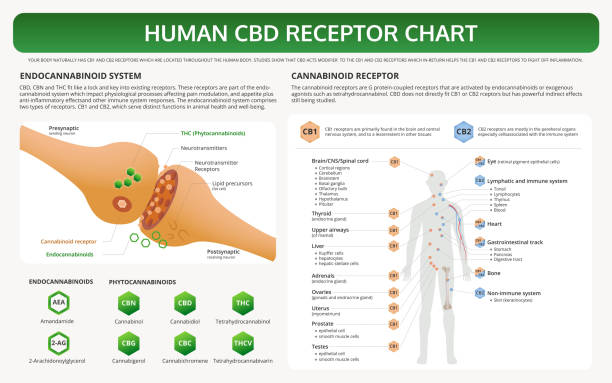 Human CBD Receptor Chart horizontal textbook infographic Human CBD Receptor Chart horizontal textbook infographic illustration about cannabis as herbal alternative medicine and chemical therapy, healthcare and medical science vector. cannabinoid stock illustrations