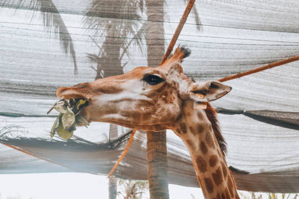 giraffe in wildlife sanya hainan china - length south high up climate imagens e fotografias de stock