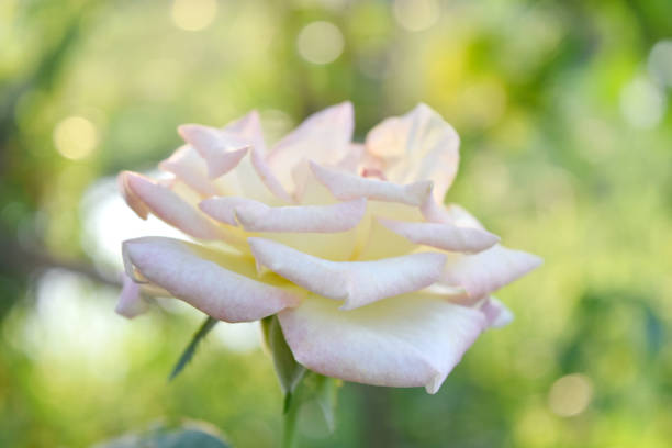 istock Natural white roses flower. 1172763833