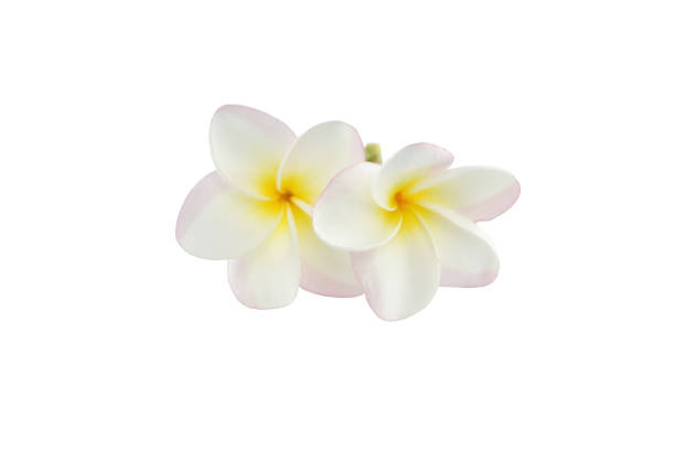 istock frangipani flowers on white background. 1172763852