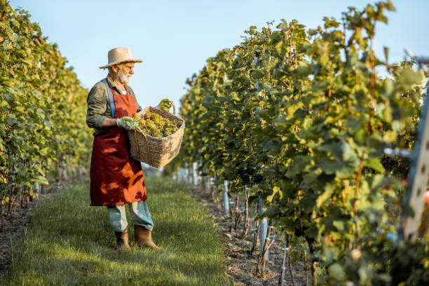 istock Senior winemaker with grapes on the vineyard 1172763904