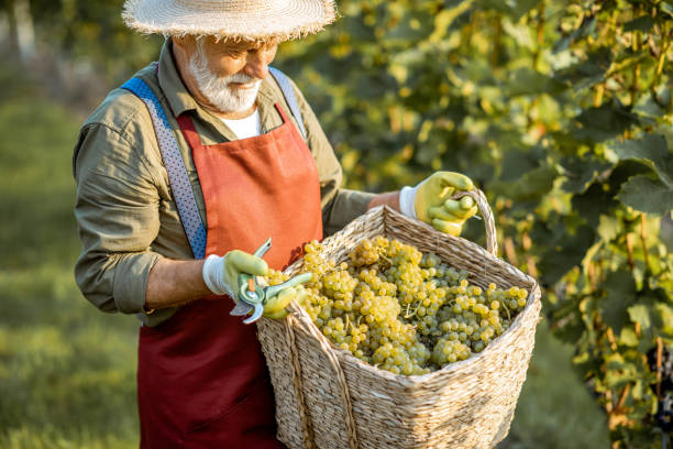istock Senior winemaker with grapes on the vineyard 1172763929