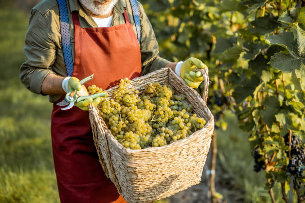 istock Basket full of fresh wine grapes 1172764015