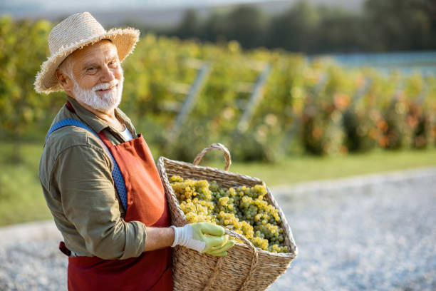 istock Senior winemaker with grapes on the vineyard 1172764131