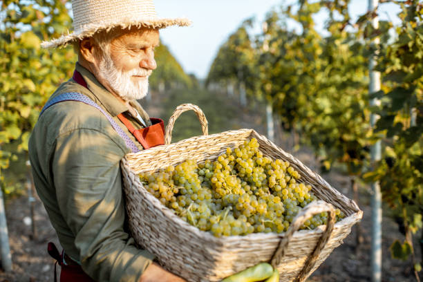 istock Senior winemaker with grapes on the vineyard 1172764150