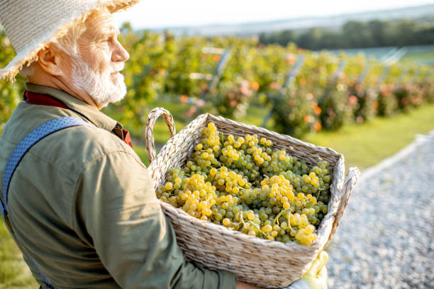istock Senior winemaker with grapes on the vineyard 1172764161