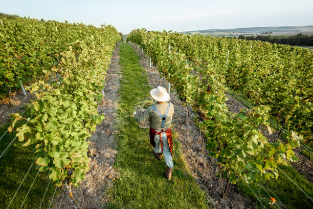 istock Vineyard with man harvesting grapes 1172764278