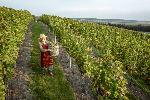 istock Vineyard with man harvesting grapes 1172764887