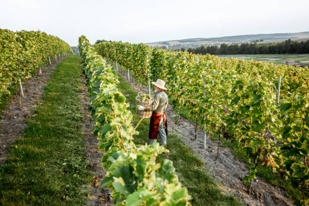 istock Vineyard with man harvesting grapes 1172764898