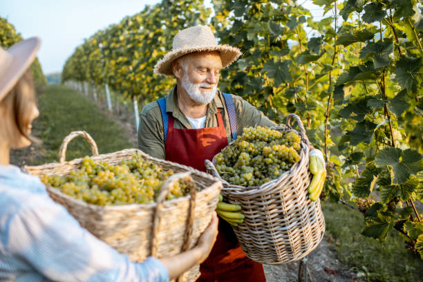 istock Senior man with young woman with grapes on the vineyard 1172765249