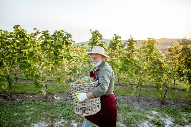istock Senior man harvesting on the vineyard 1172765604