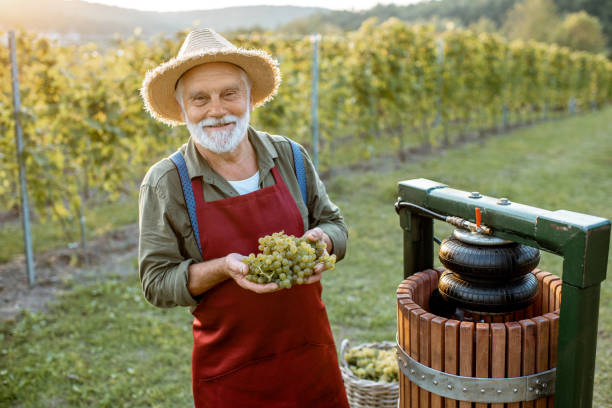 istock Senior winemaker with grapes near the winepress machine outdoors 1172765670