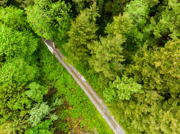 istock Massive pine trees with ivy growing on their trunks. Impressive woodlands of Killarney National Park, County Kerry, Ireland 1172765679