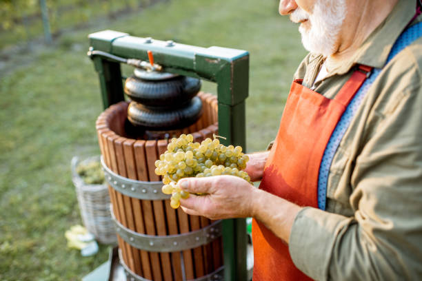 istock Senior winemaker with grapes near the winepress machine outdoors 1172765732