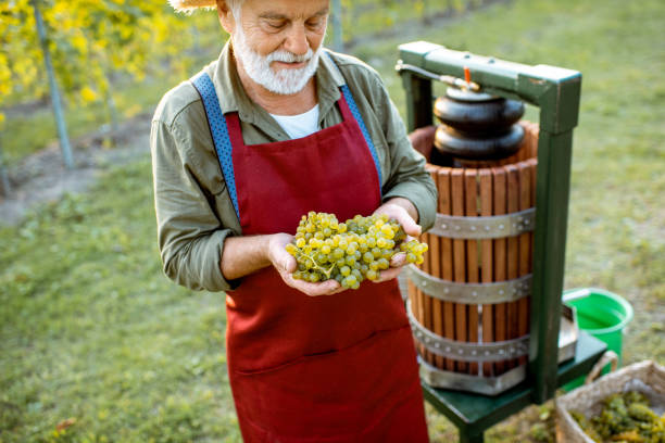 istock Senior winemaker with grapes near the winepress machine outdoors 1172765737