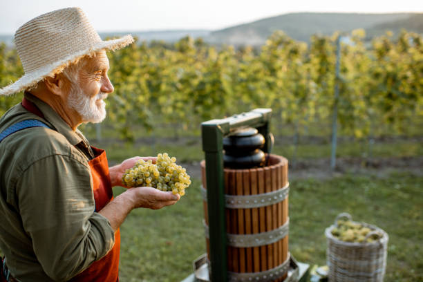 Senior winemaker with grapes near the winepress machine outdoors