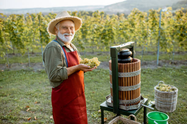 istock Senior winemaker with grapes near the winepress machine outdoors 1172765798