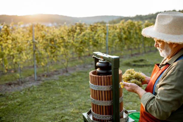 istock Senior winemaker with grapes near the winepress machine outdoors 1172765850