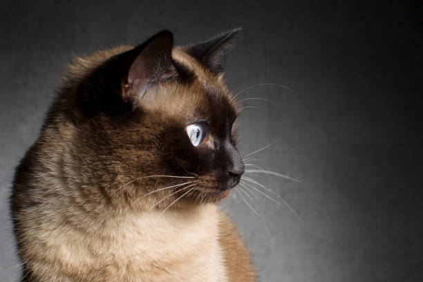 istock Siamese cat. Cat face in profile on a dark background 1172765951