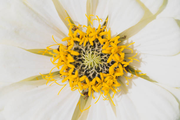 White yellow flower close up. floral background