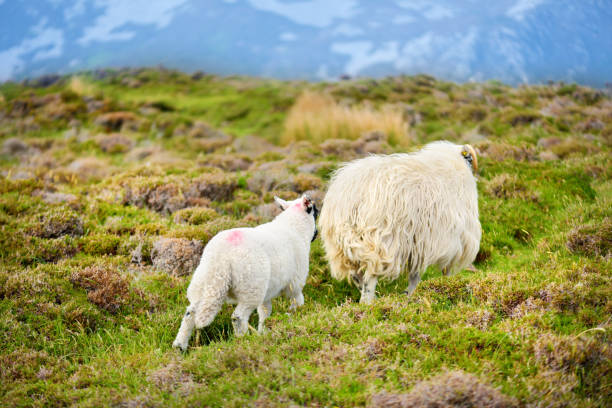 pecore contrassegnate da coloranti colorati che pascolano nei pascoli verdi. pecore adulte e agnellini che si nutrono nei prati verdi dell'irlanda. - meadow single lane road nature field foto e immagini stock